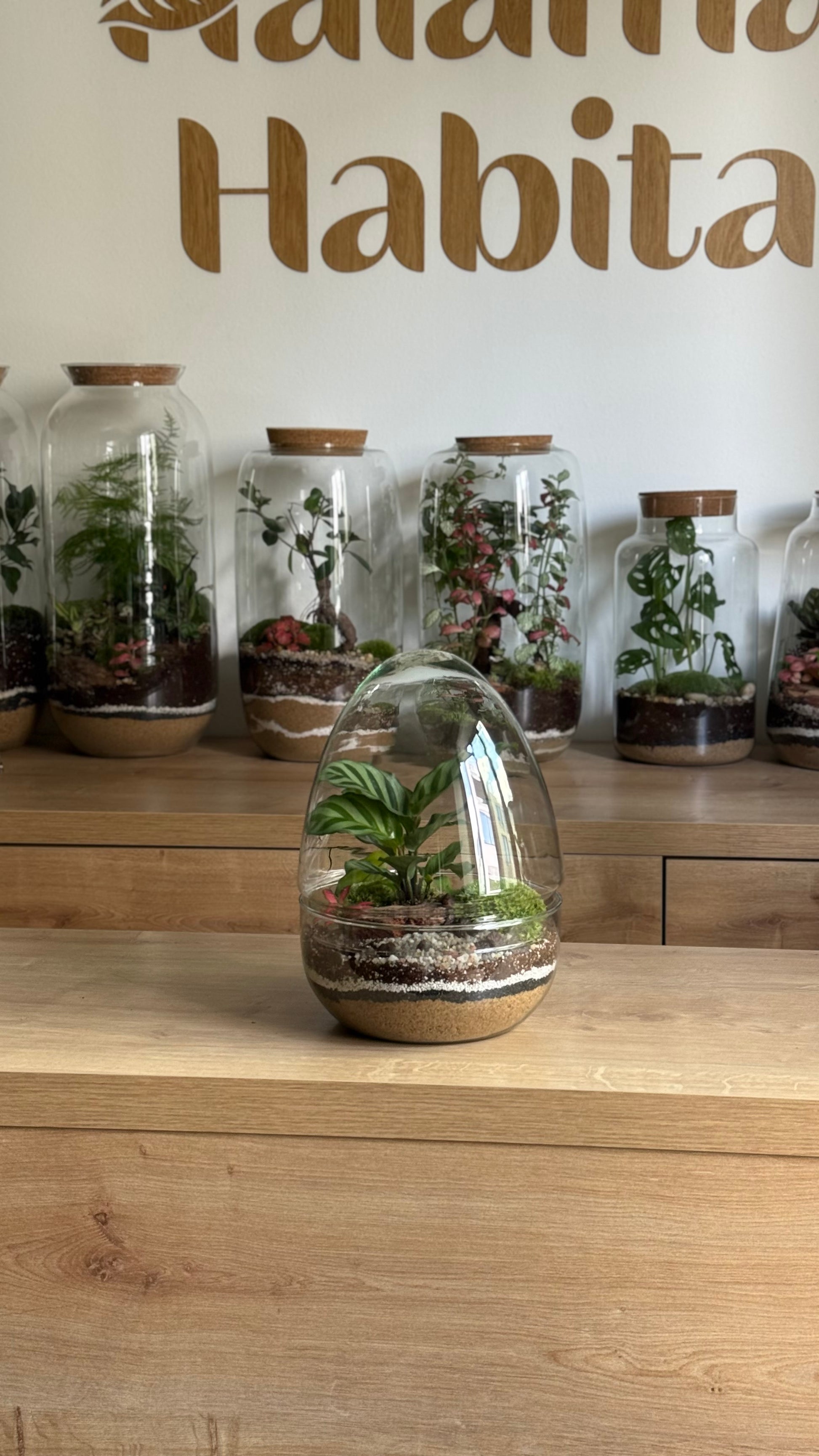 Plant Terrarium In Glass - Jordan