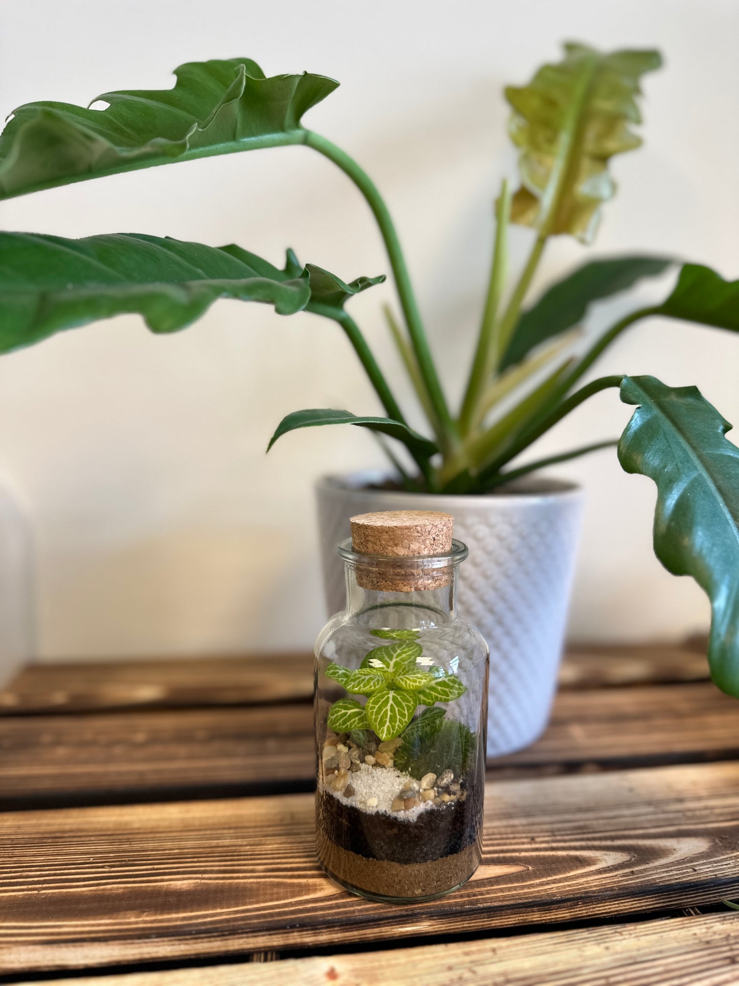 Plant Terrarium In Glass - Kyla