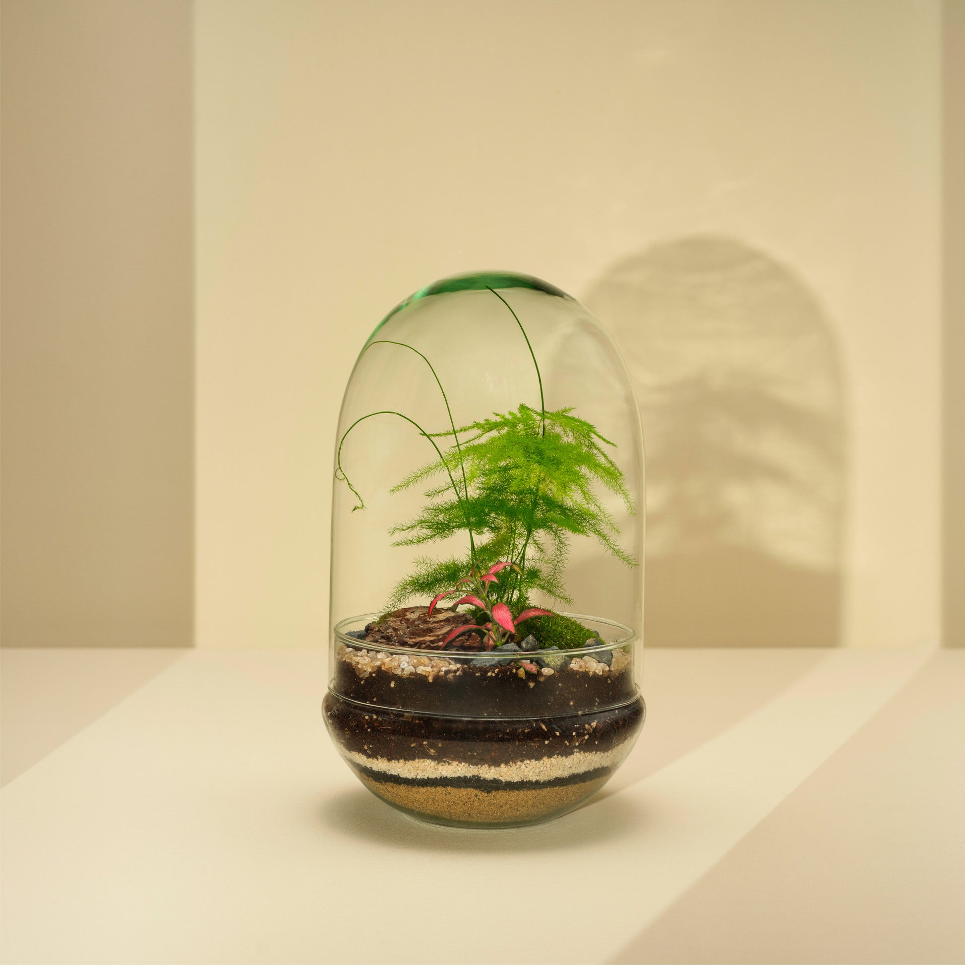 Plant Terrarium In Glass - Adam