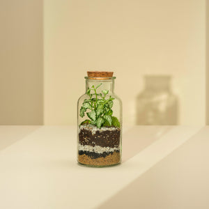 Plant Terrarium In Glass - Anne