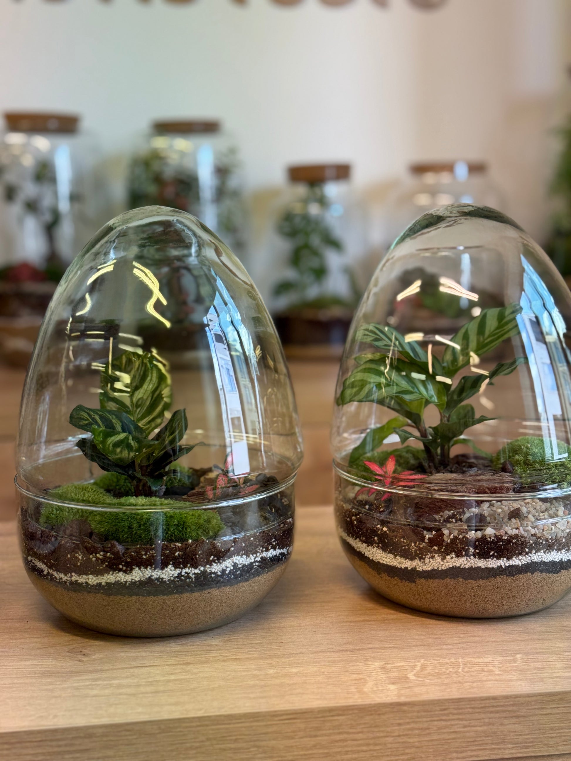 Plant Terrarium In Glass - Jordan