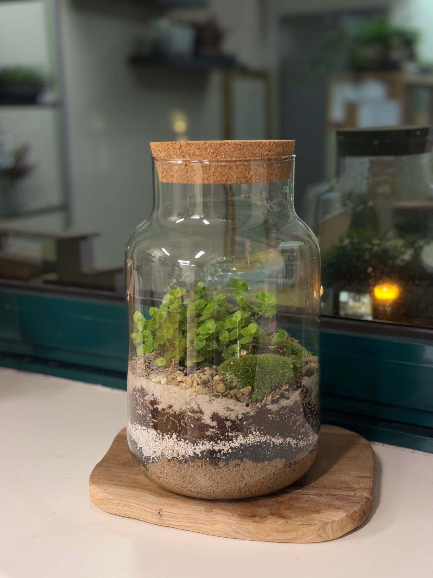 Vienna Terrarium Workshop