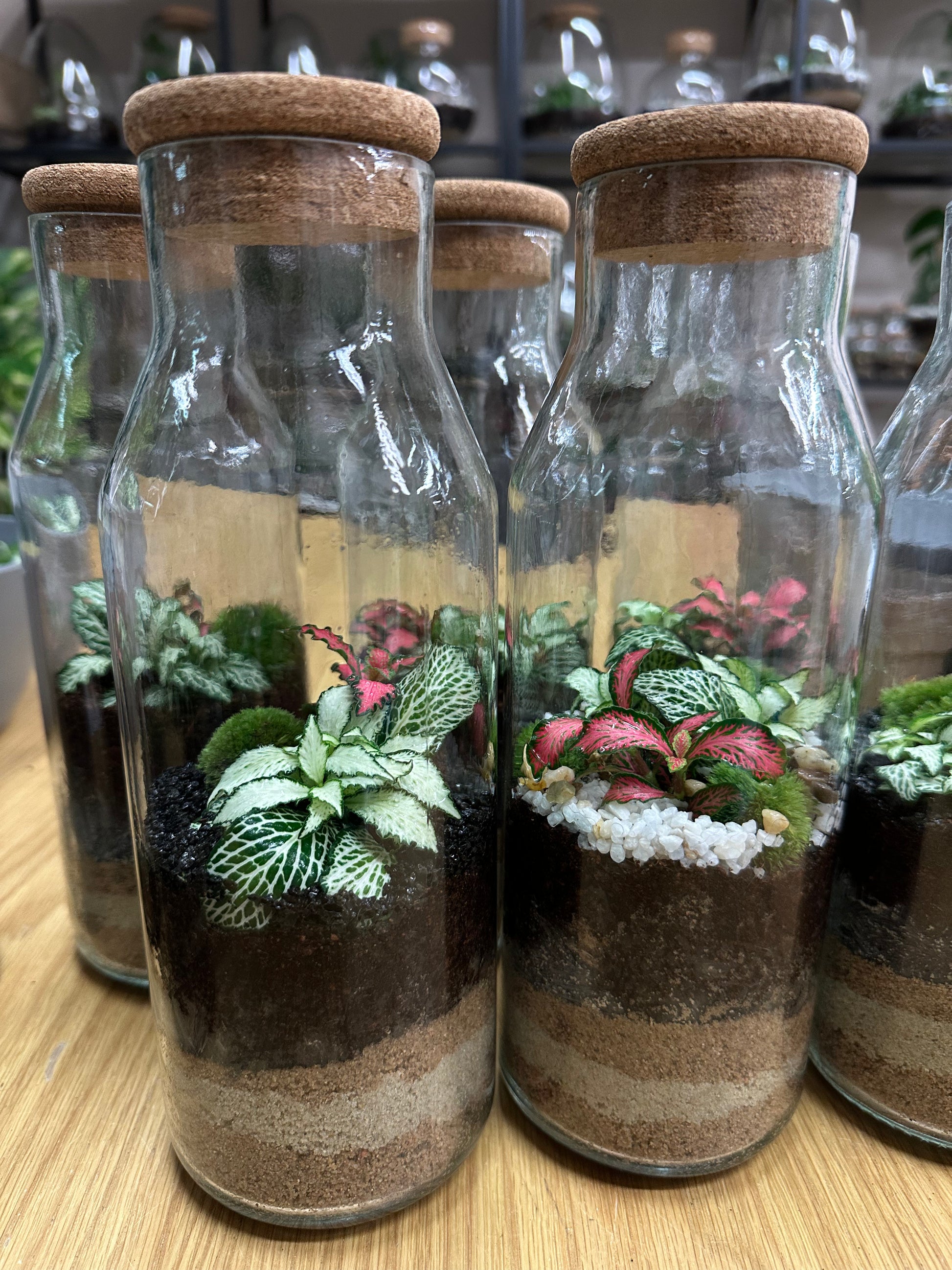 DIY Terrarium Set - Martin