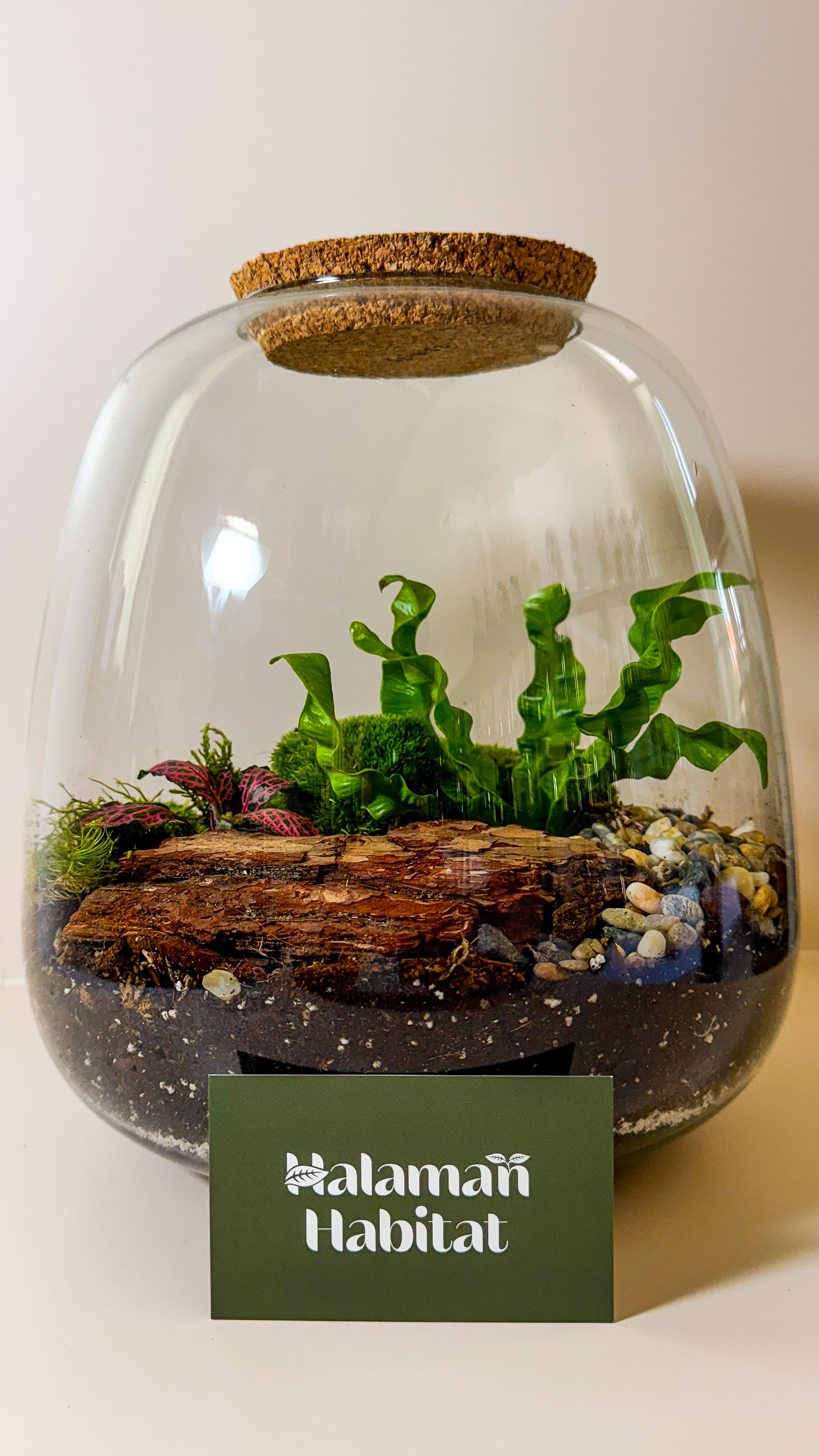 Plant Terrarium In Glass - Rose