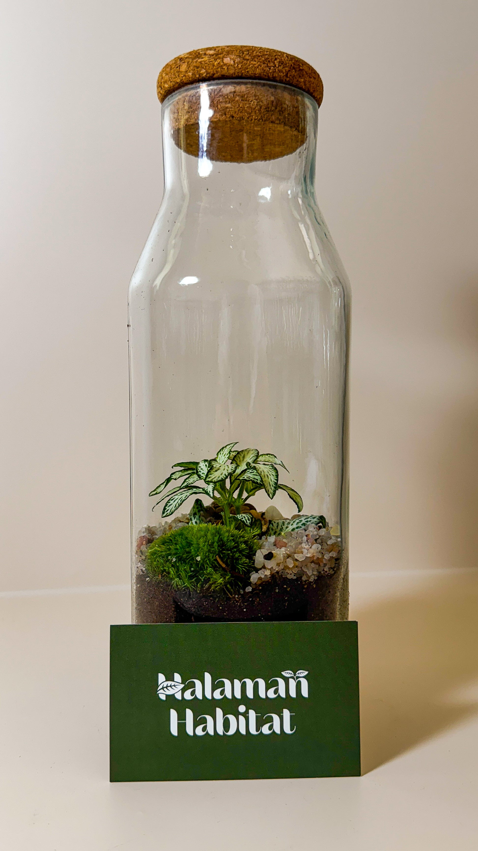 DIY Terrarium Set - Martin