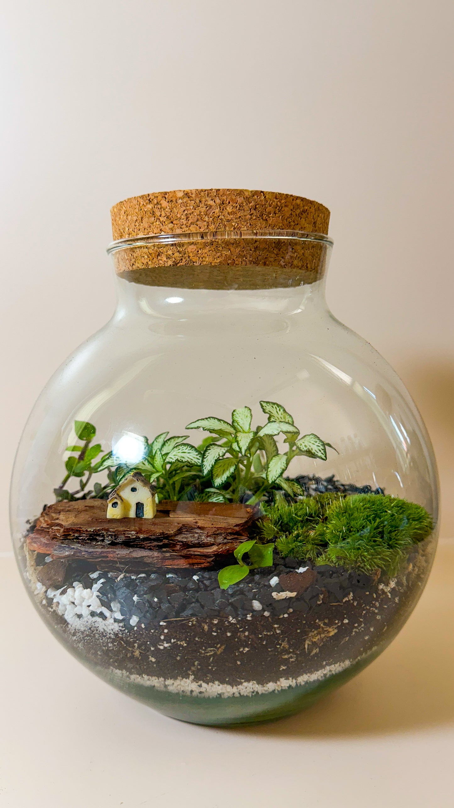 Plant Terrarium In Glass - Mauricio