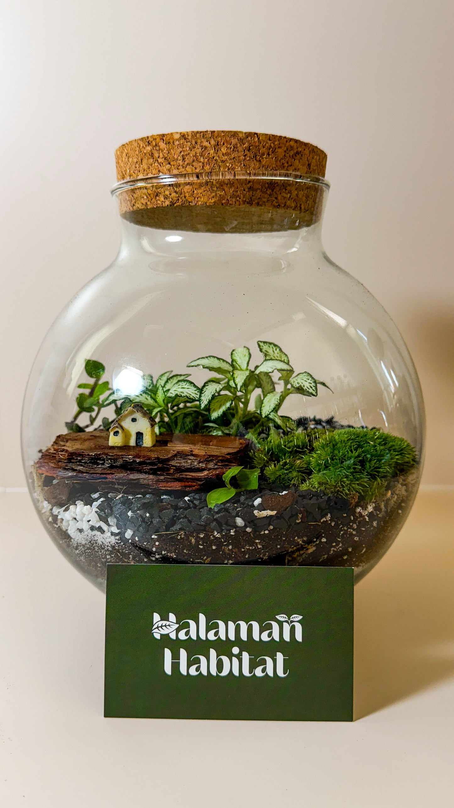 Plant Terrarium In Glass - Mauricio