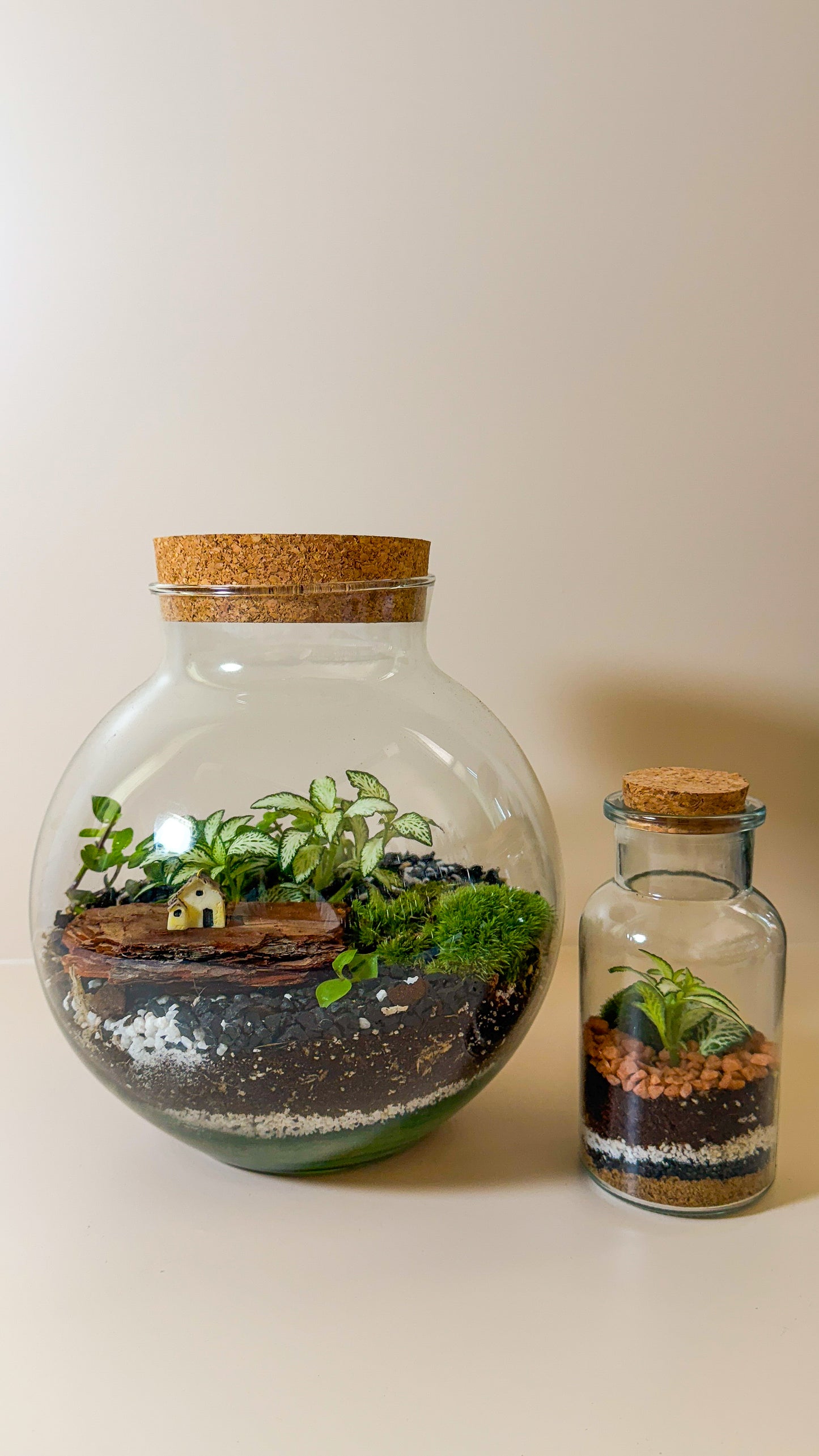 Plant Terrarium In Glass - Mauricio