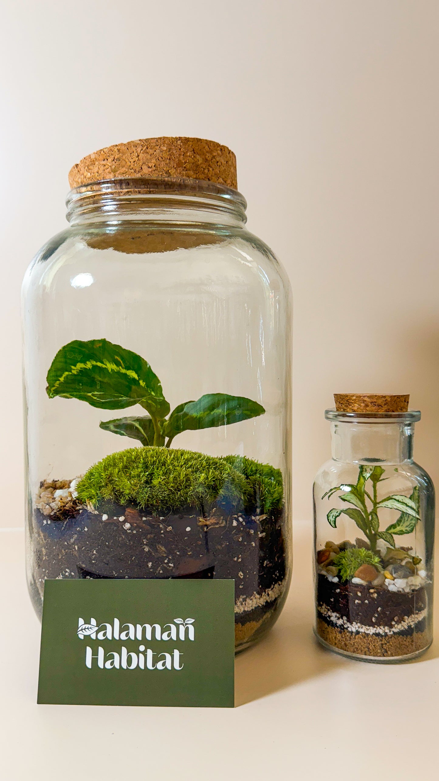 Plant Terrarium In Glass - Nenita