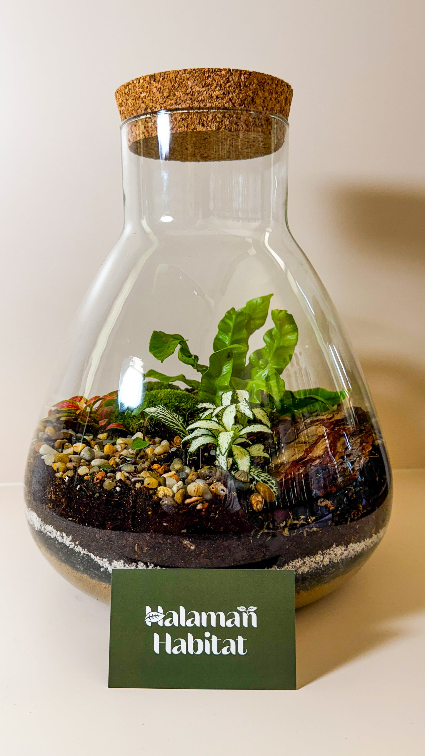 Plant Terrarium In Glass - Tomáš