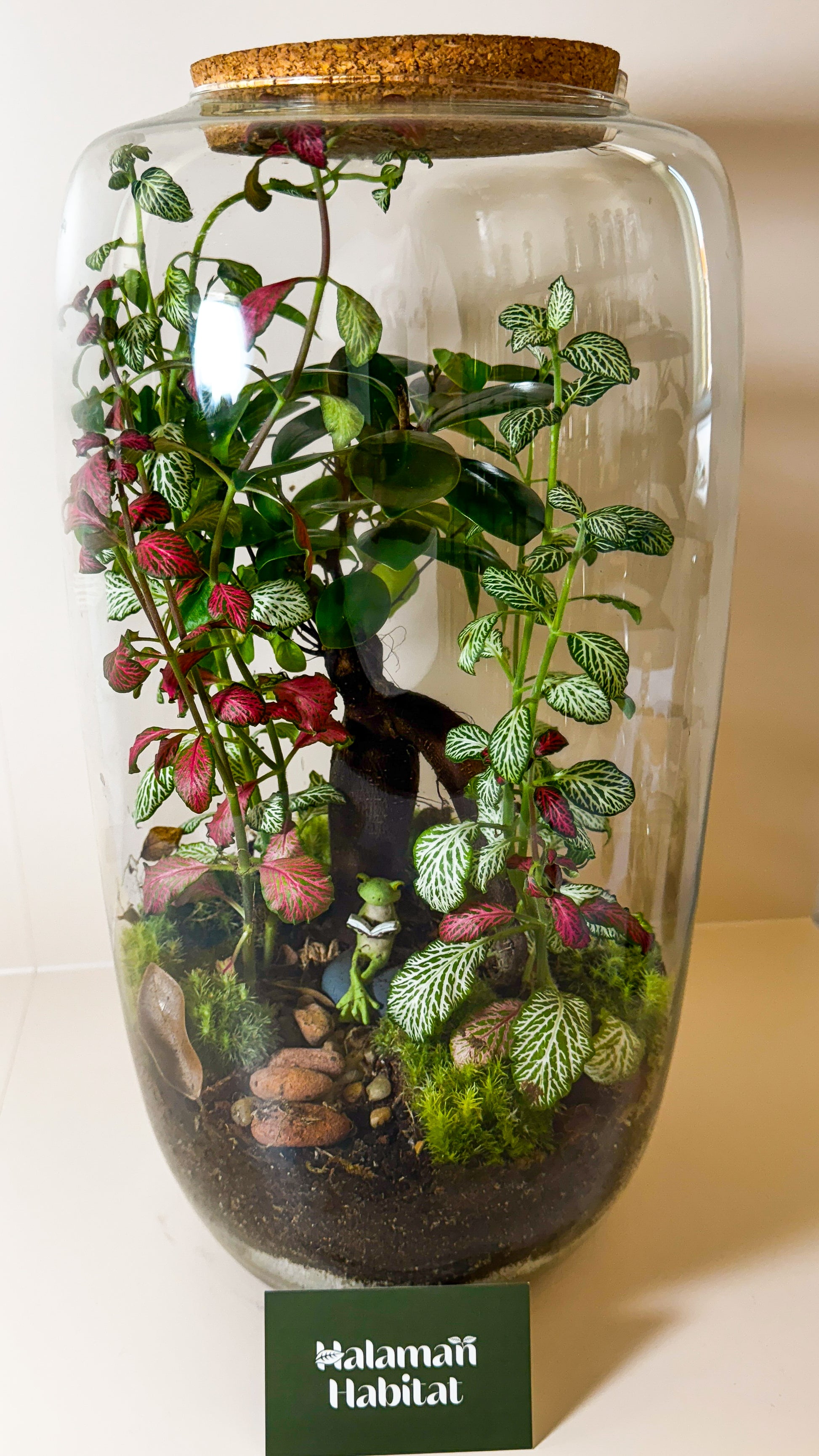 Plant Terrarium In Glass - Zuzana