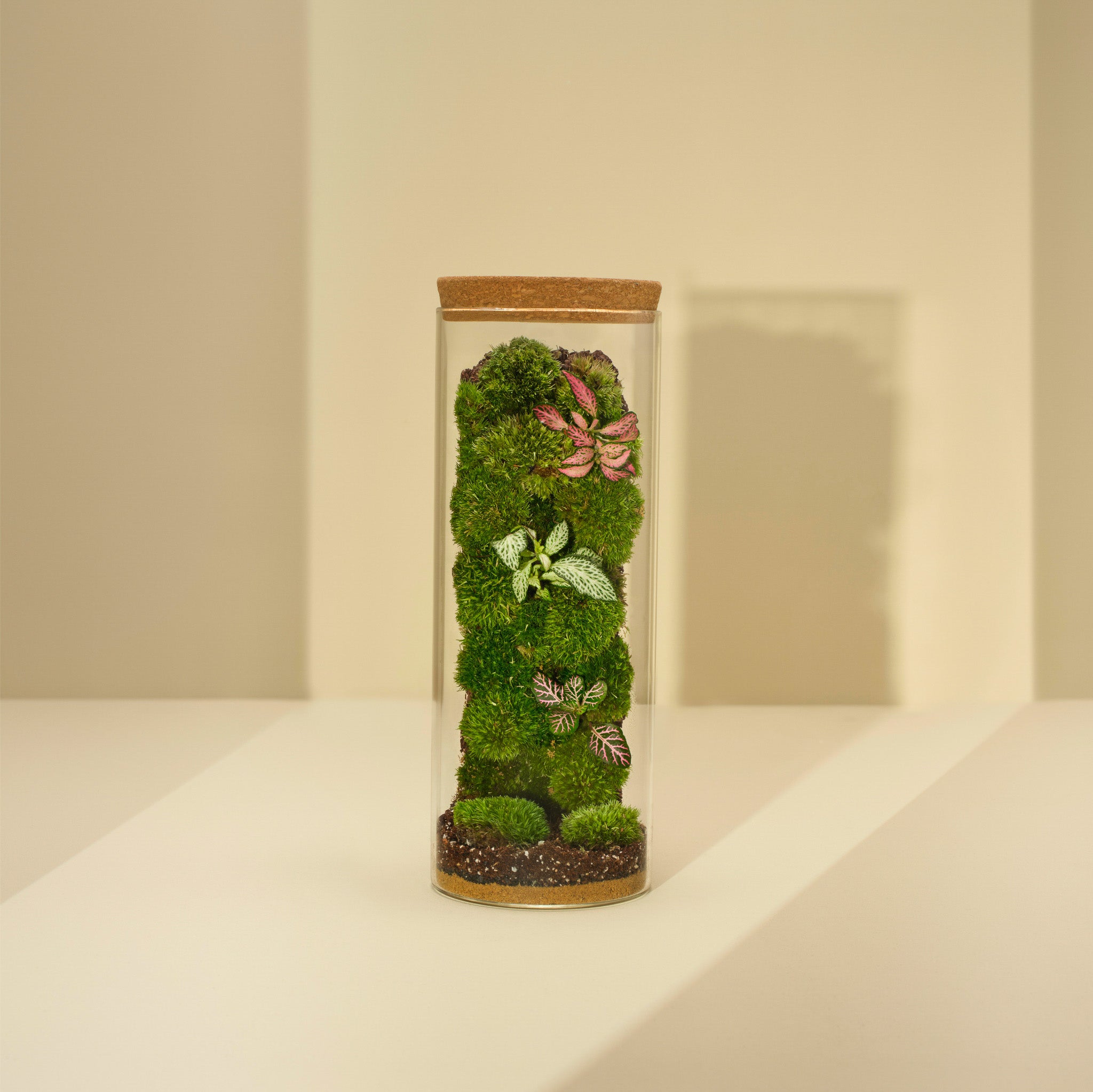 Plant Terrarium In Glass - Irena