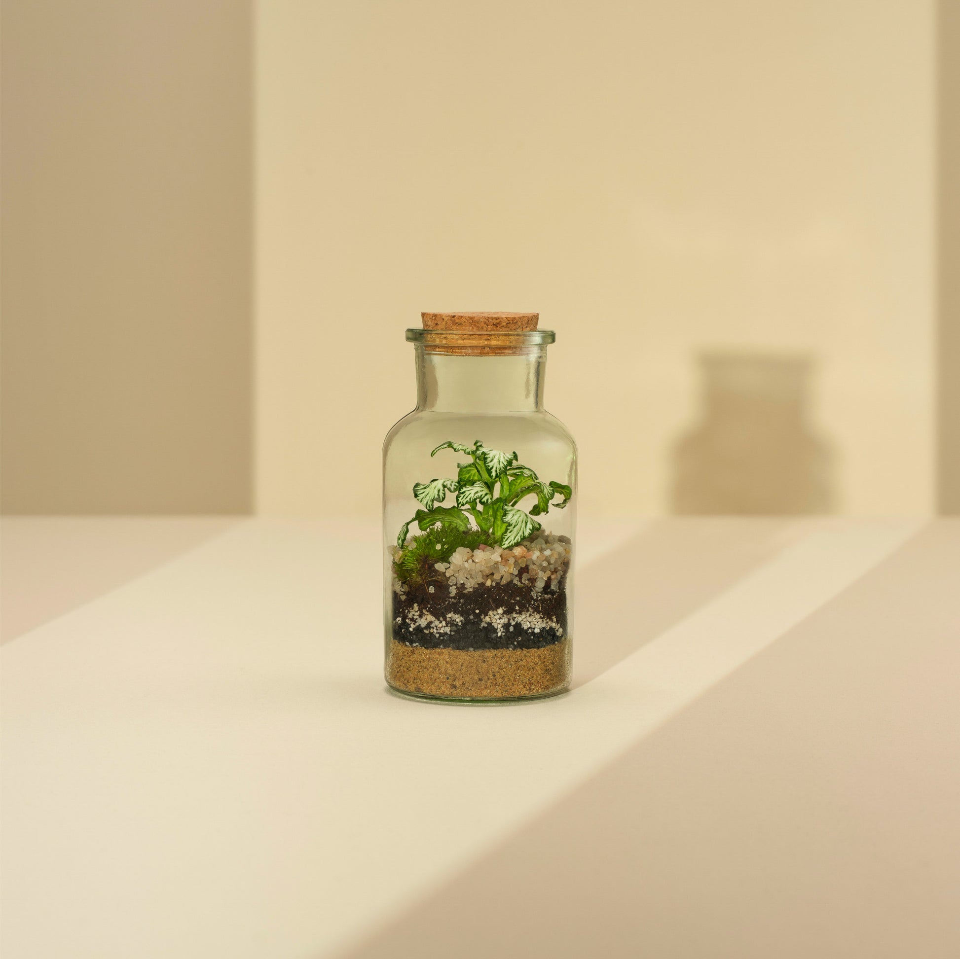 Plant Terrarium In Glass - Kyla
