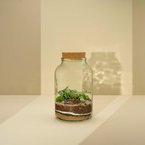 Plant Terrarium In Glass - Nenita