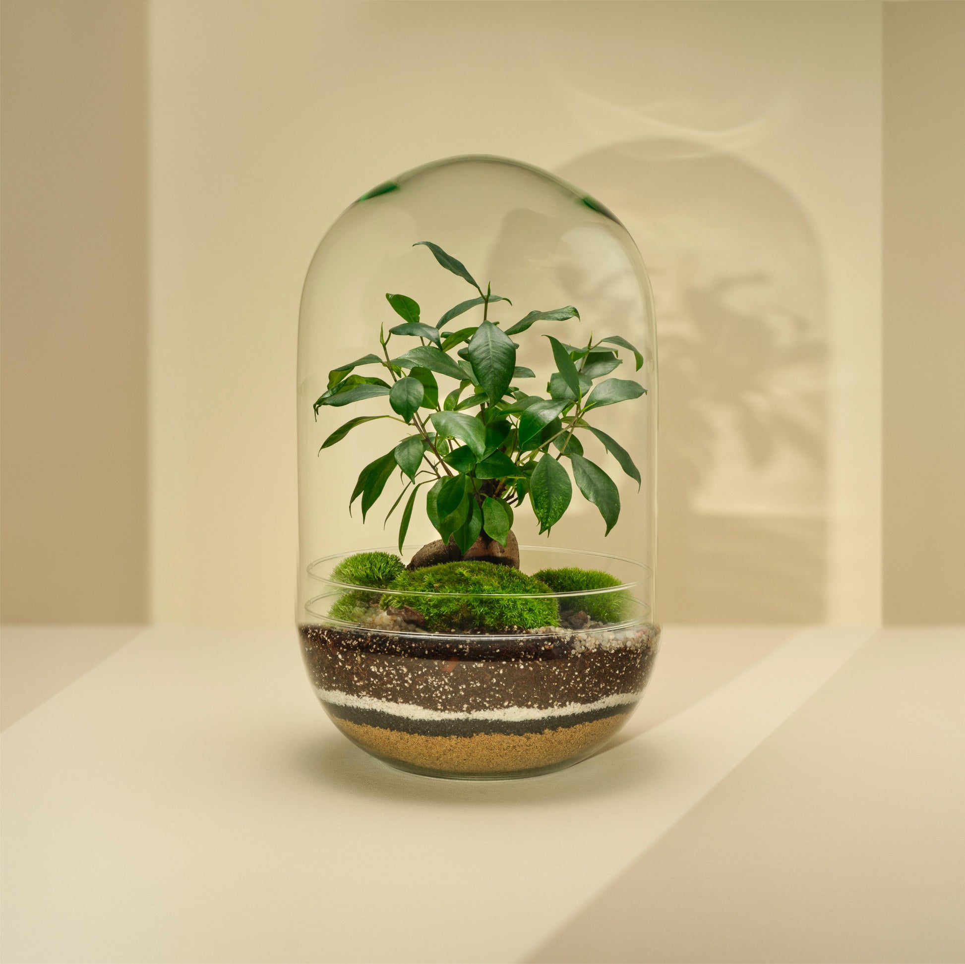 Plant Terrarium In Glass - Sara