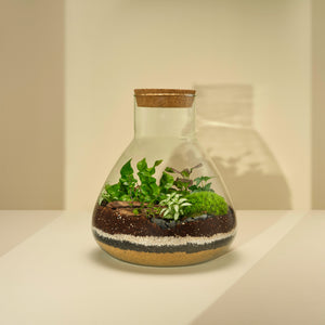 Plant Terrarium In Glass - Tomáš