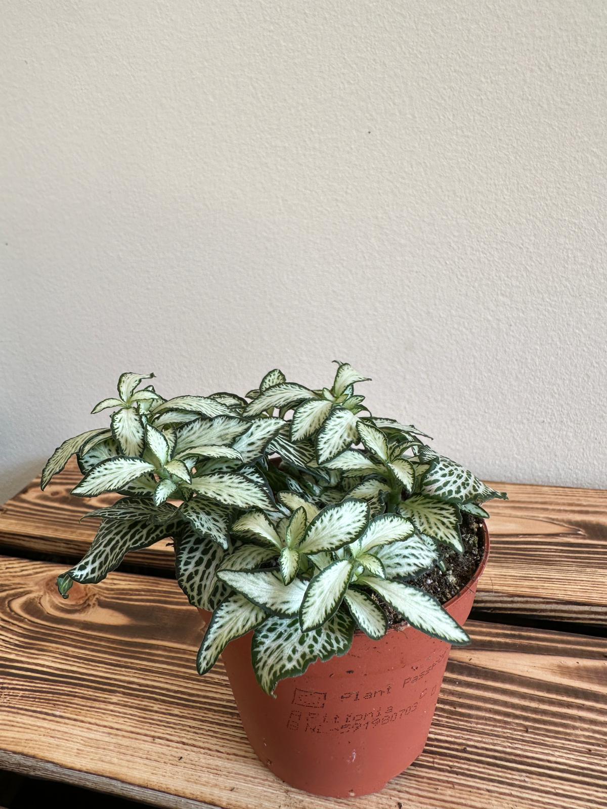 Fittonia Mosaic White Tiger