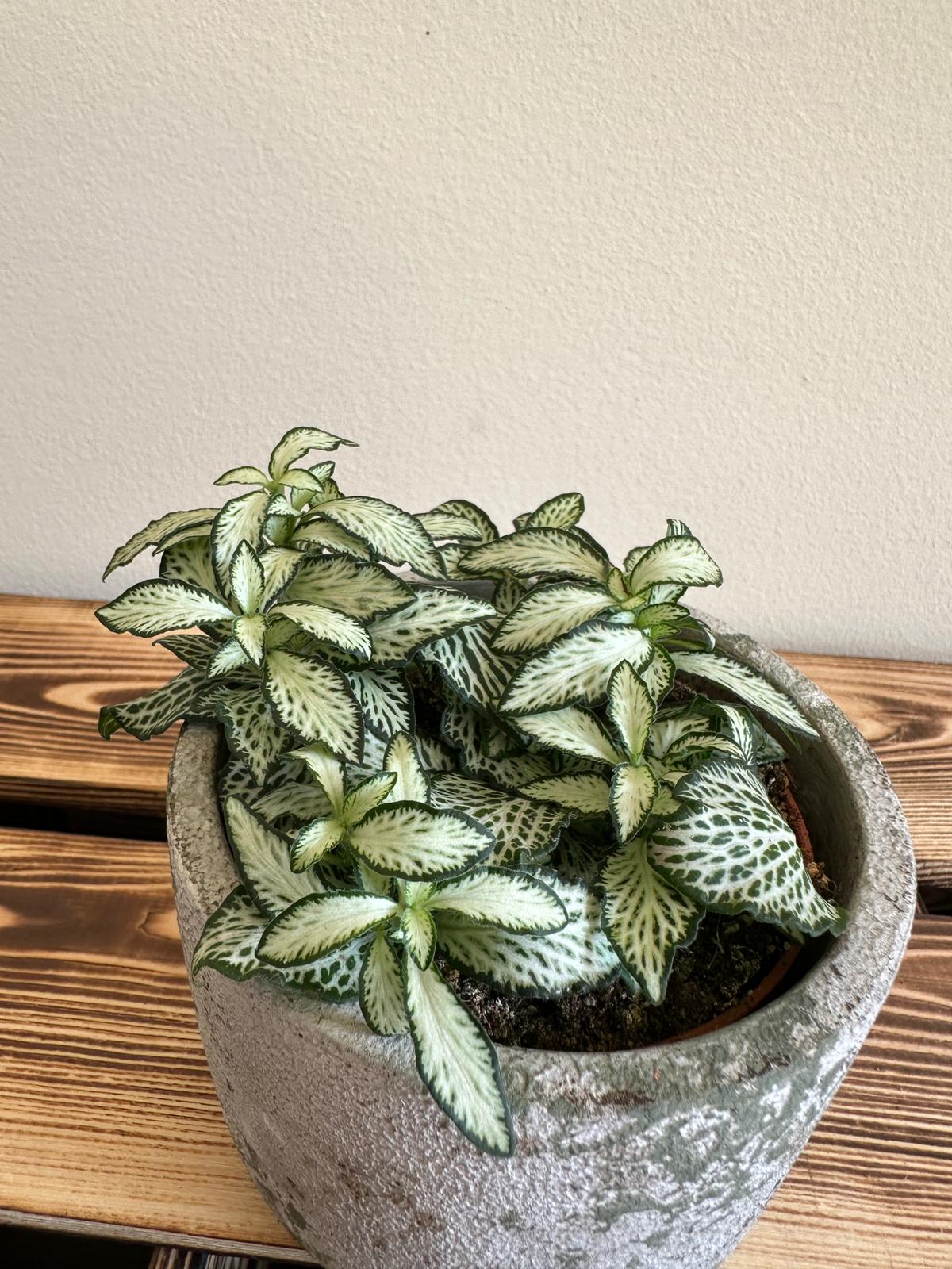 Fittonia Mosaic White Tiger