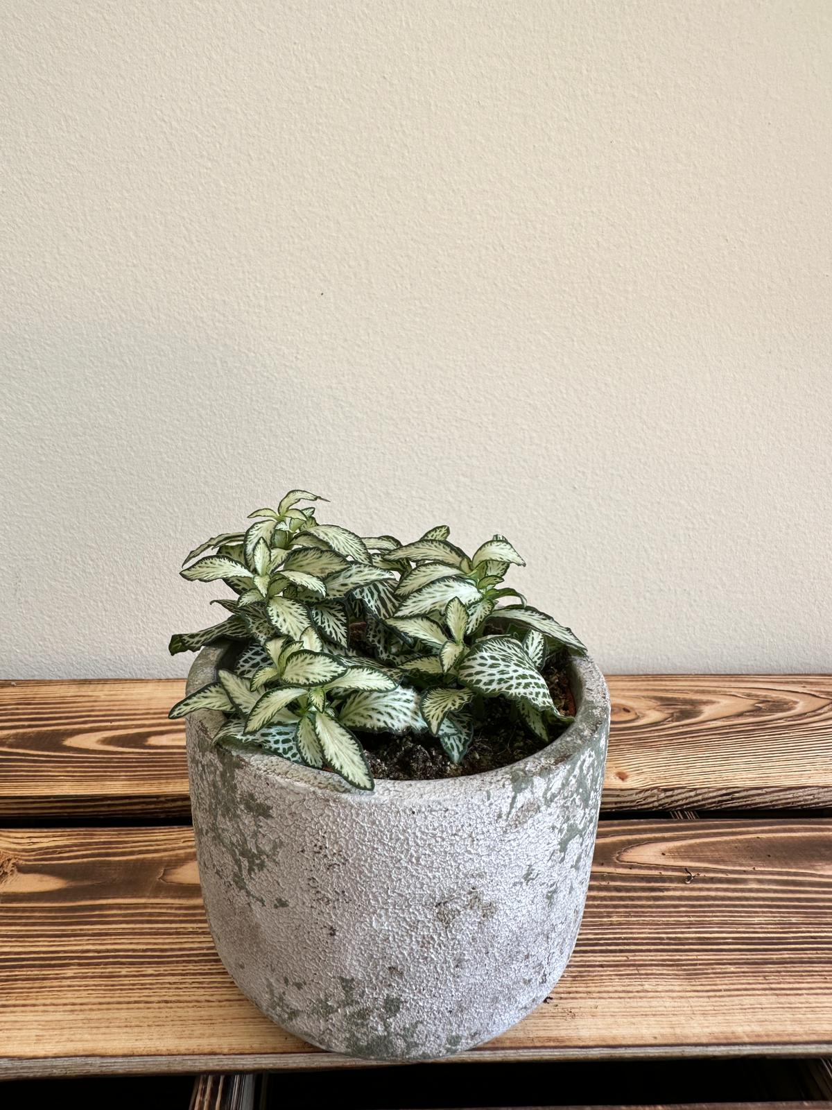 Fittonia Mosaic White Tiger