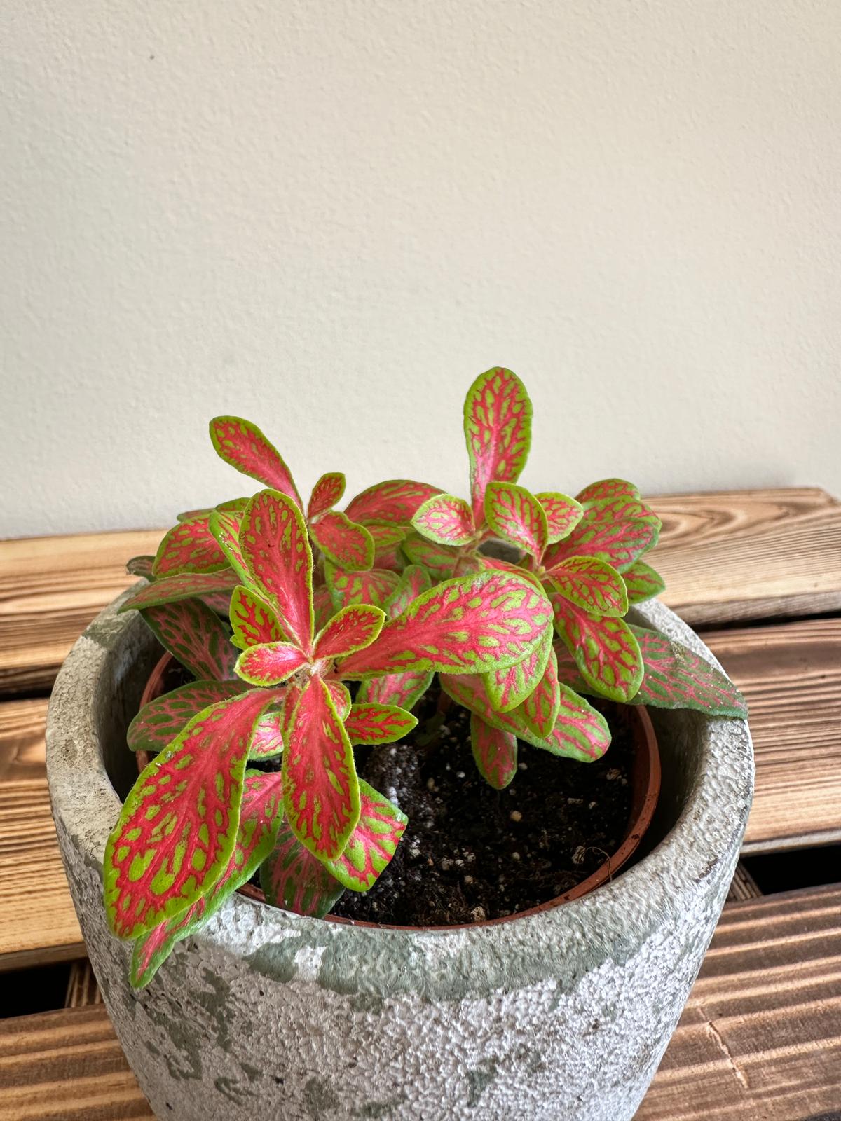 Fittonia Mosaic Skeleton Vibrant Orange