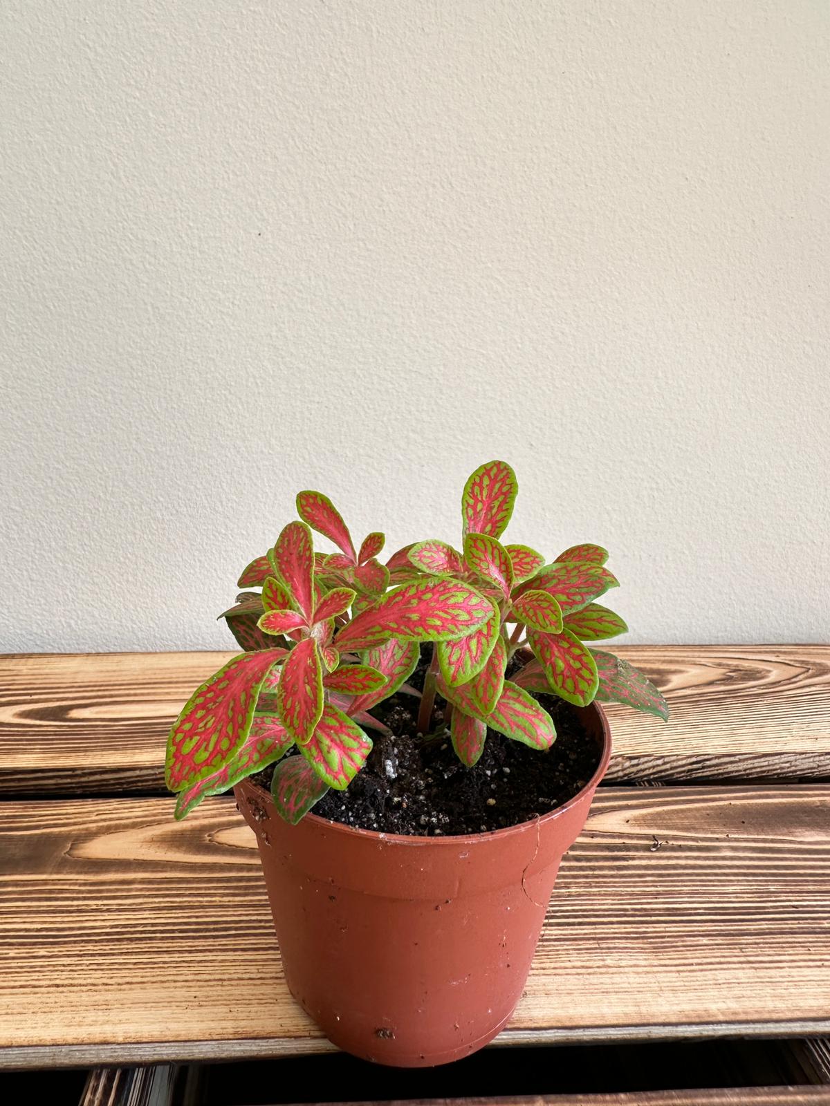 Fittonia Mosaic Skeleton Vibrant Orange
