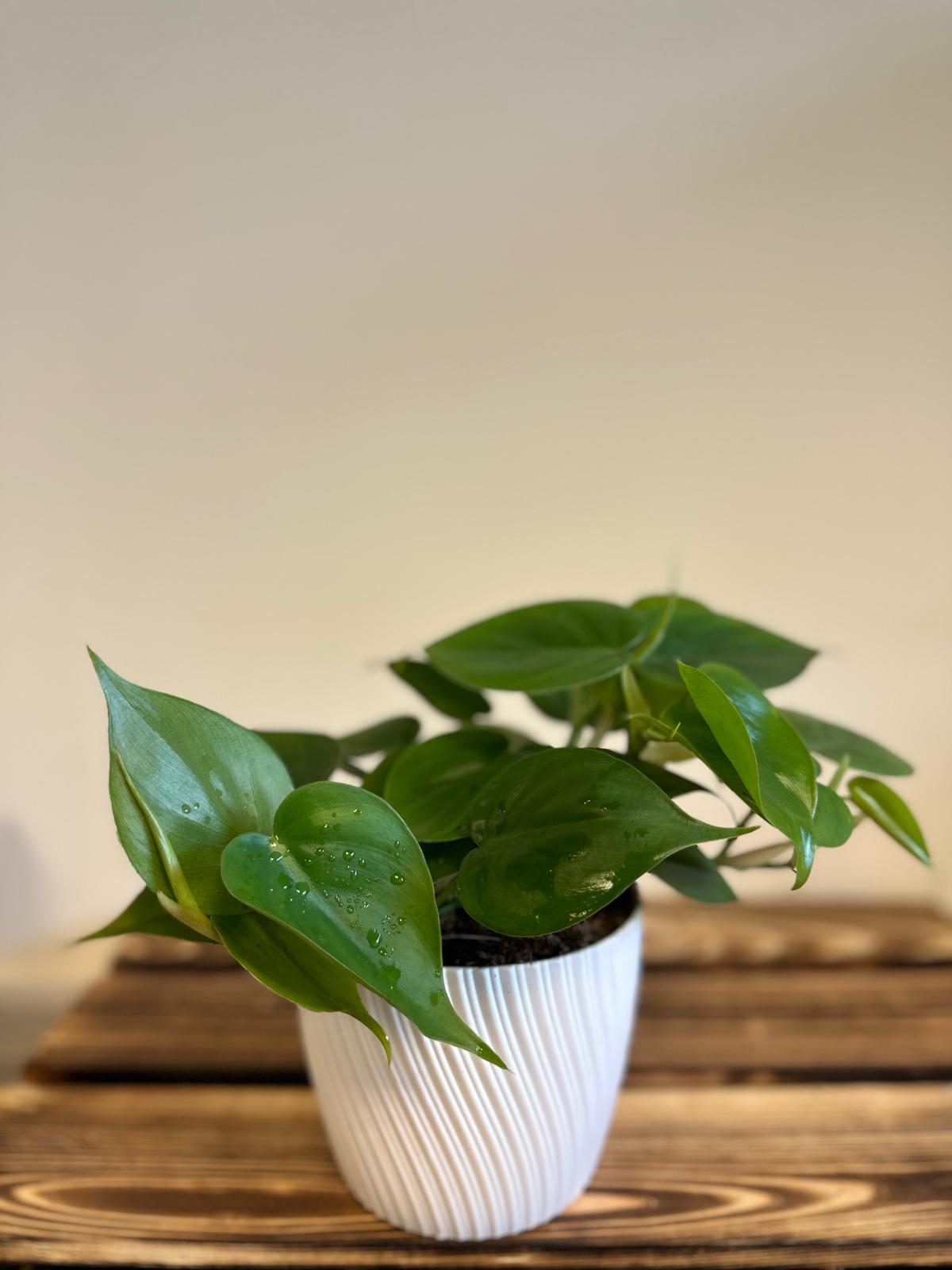 philodendron scandens in water Philodendron Scandens – Halaman Habitat