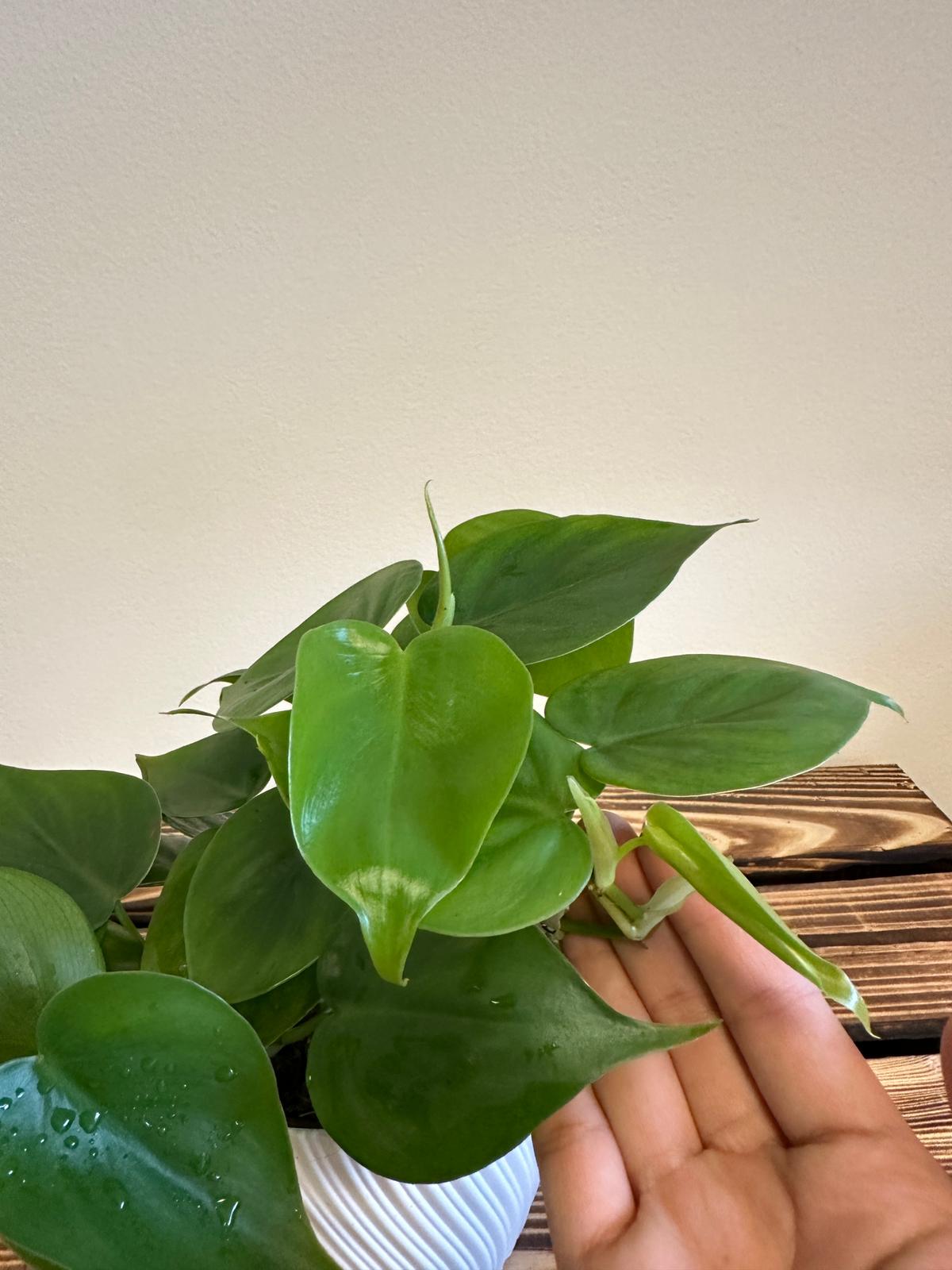 Philodendron Scandens