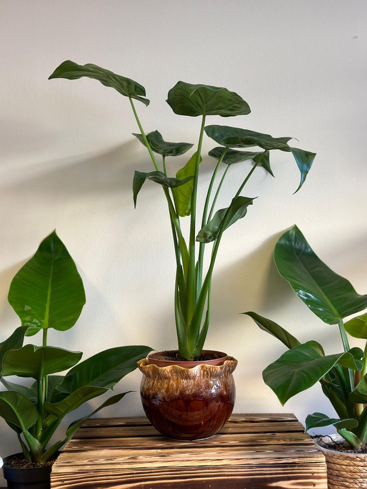 philodendron cucullata Alocasia Cucullata