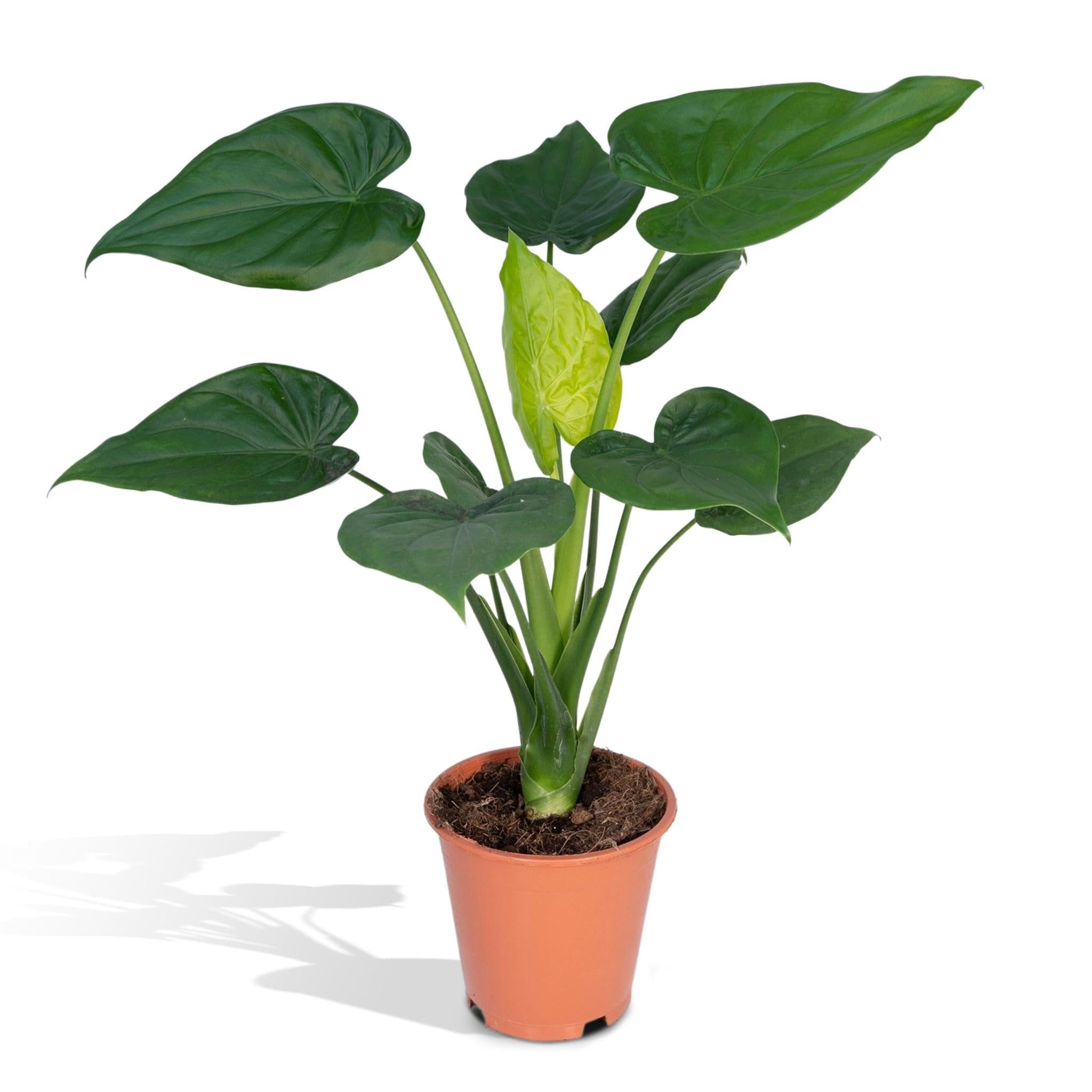 Alocasia cucullata en Bordo