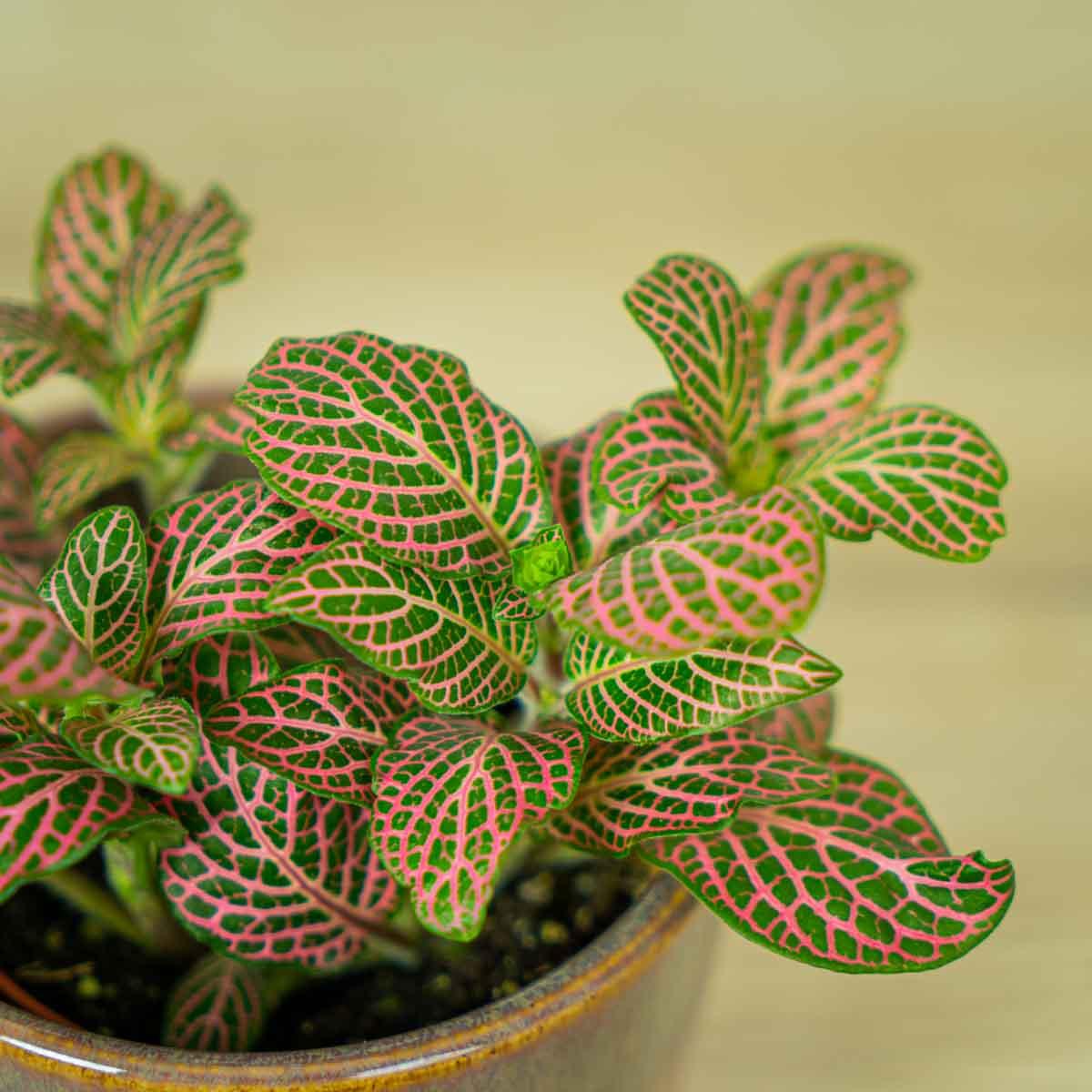 indoor plant with pink veins Fittonia Pink Vein