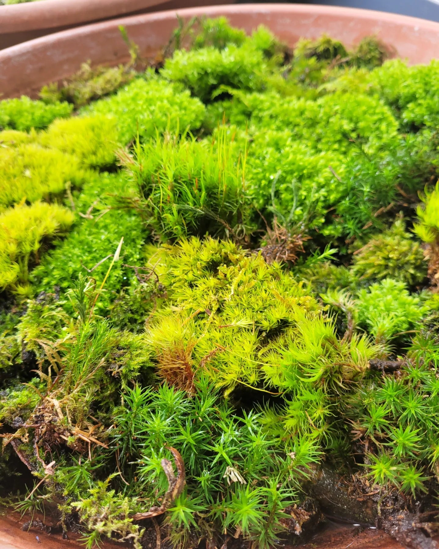 Live Moss - Halaman Habitat -