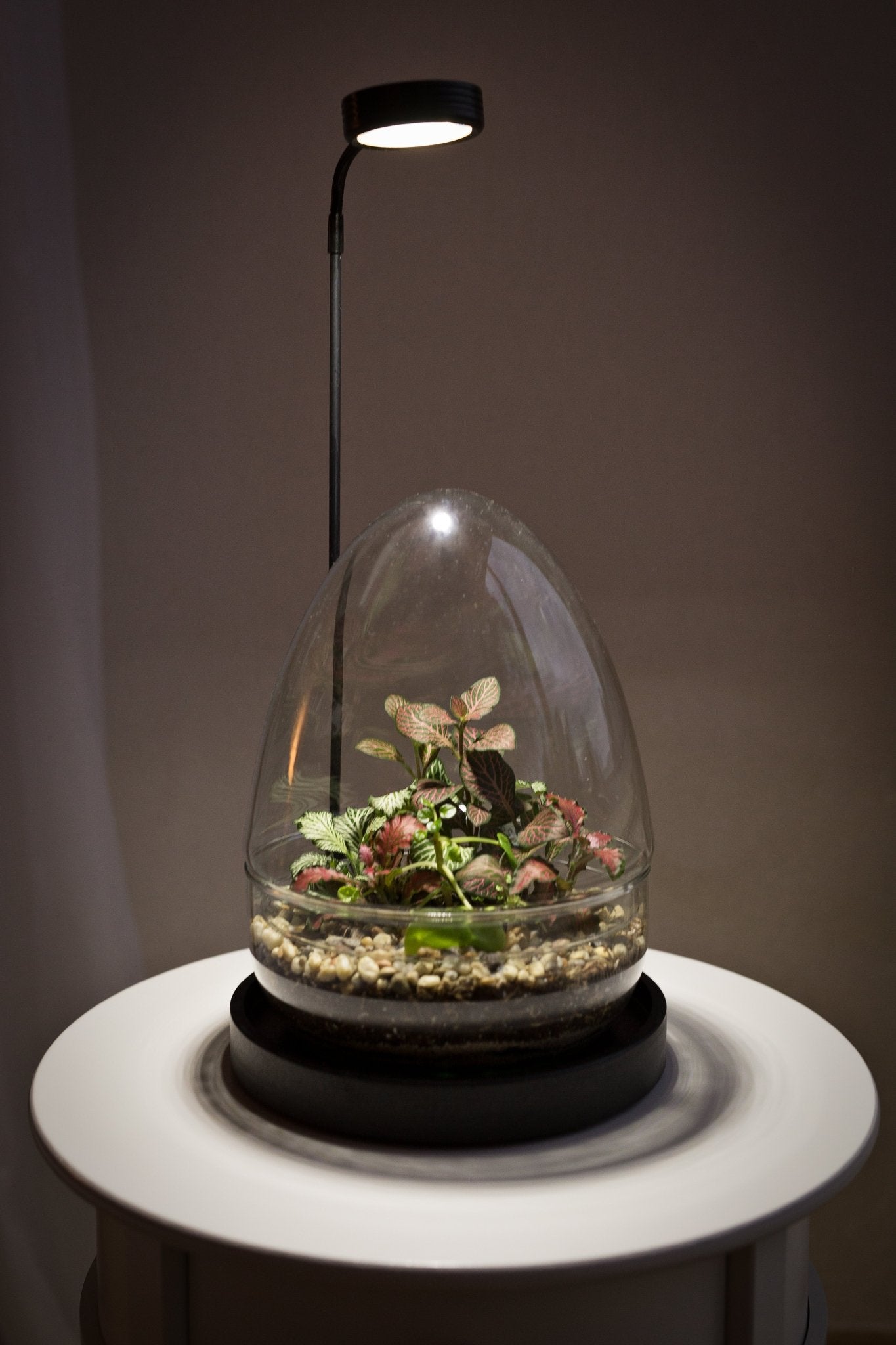 Terrarium Jordan - Halaman Habitat - Terrarium