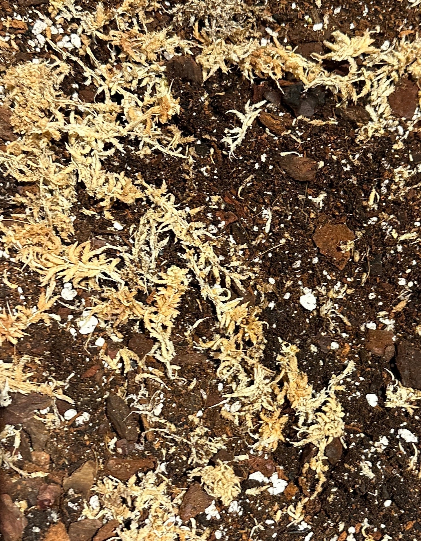 Terrarium Soil - Halaman Habitat -