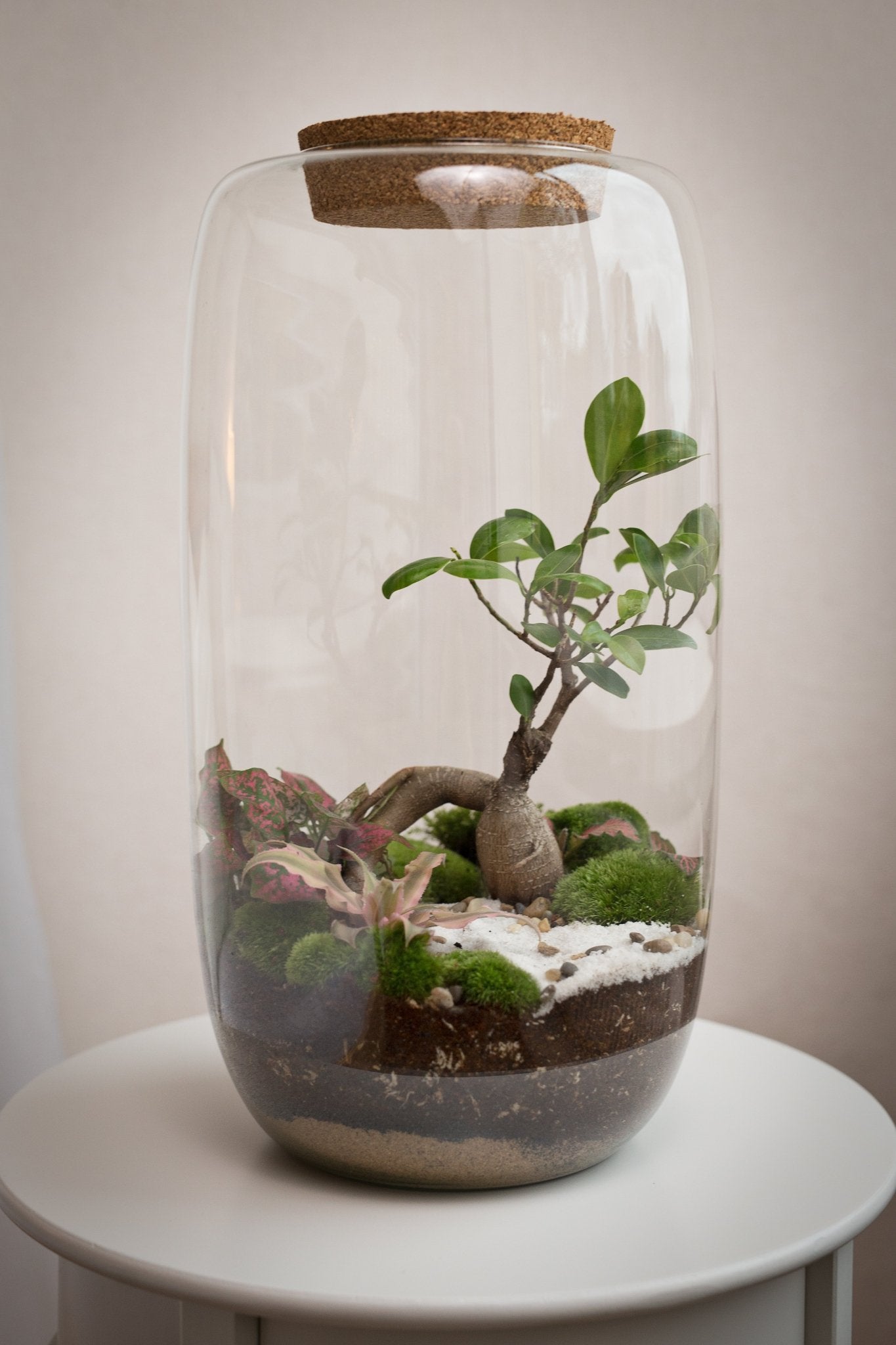 Terrarium Zuzana - Halaman Habitat - Terrarium