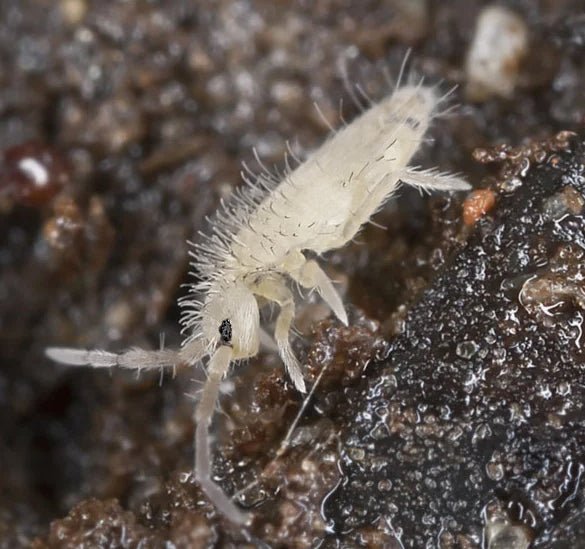 Tropical White Springtails | Collembola - Halaman Habitat -