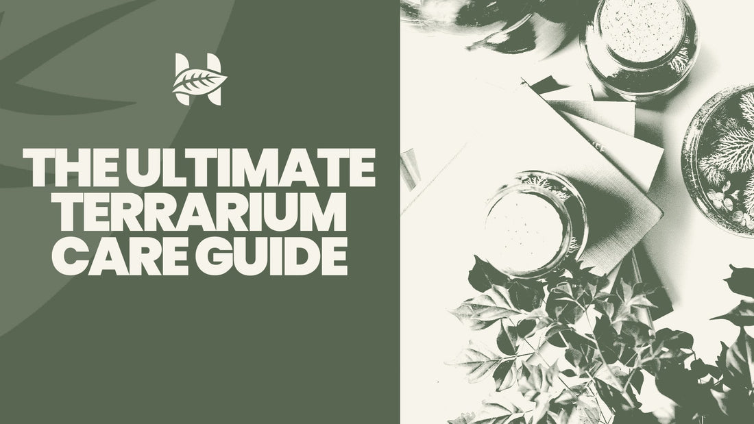 The Ultimate Terrarium Care Guide