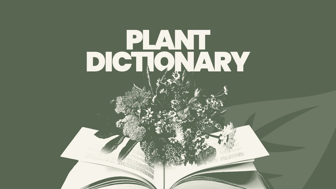 Plant Dictionary