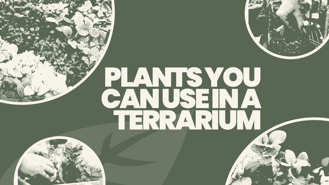 Plants you can use in a Terrarium