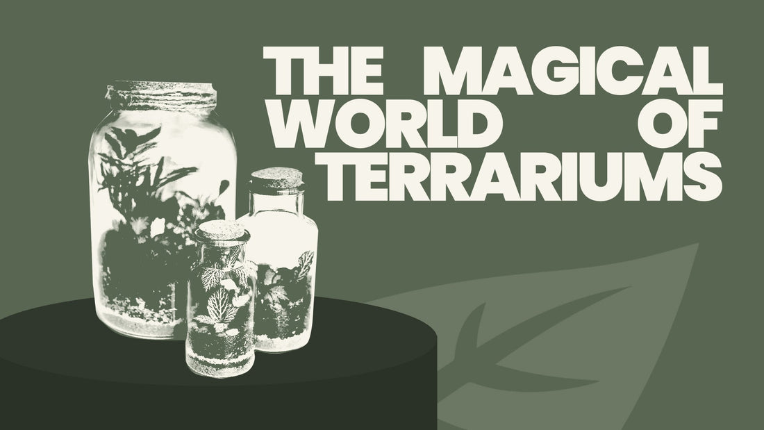 The Magical World of Terrariums