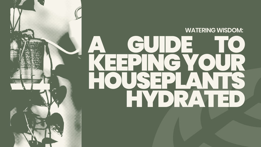 Watering Wisdom: A Guide to Keeping Your Houseplants Hydrated