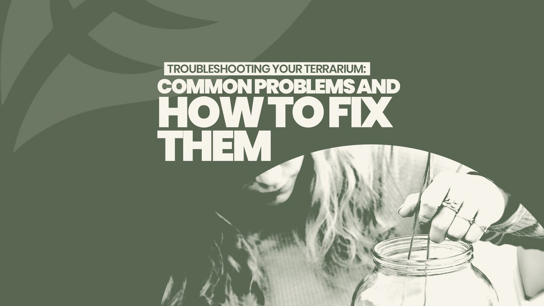 Troubleshooting Your Terrarium: Common Problems & How to Fix Them