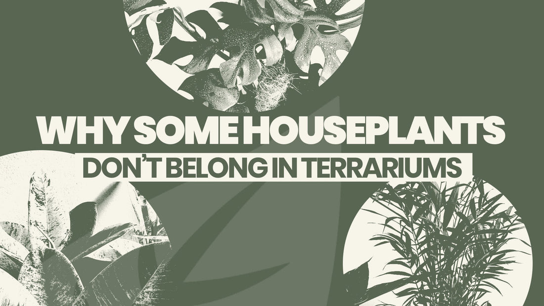 Why Some Houseplants Don’t Belong in Terrariums