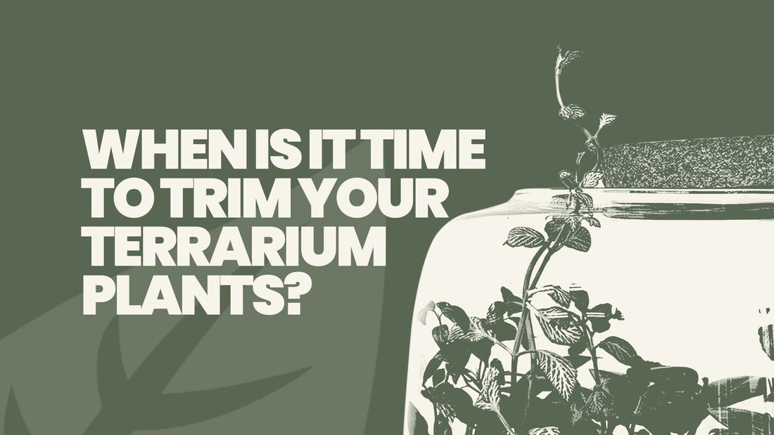 When Is It Time to Trim Your Terrarium Plants?
