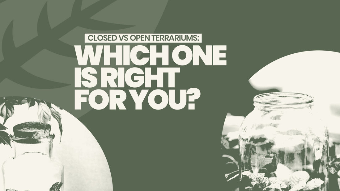 Closed vs Open Terrariums: Which One Is Right for You?