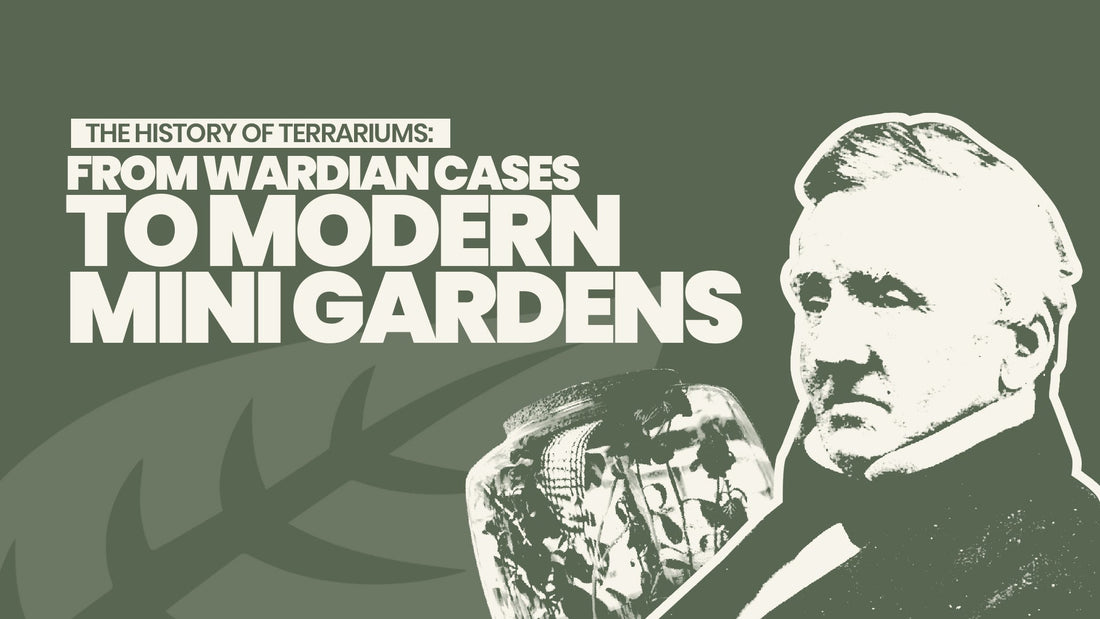 The History of Terrariums: From Wardian Cases to Modern Mini Gardens