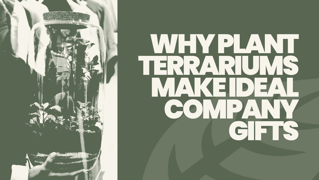 Why Plant Terrariums Make Ideal Company Gifts