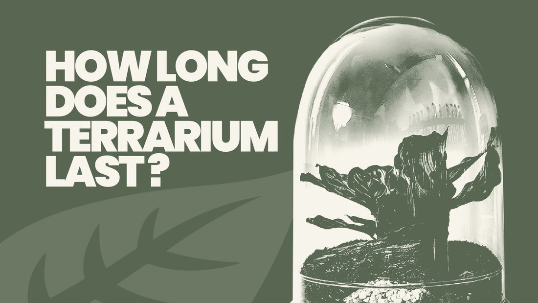 How long does a terrarium last?