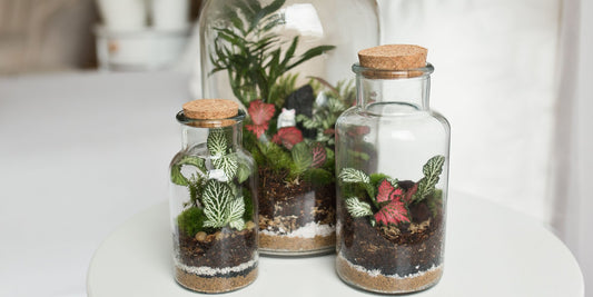 The Magical World of Terrariums - Halaman Habitat