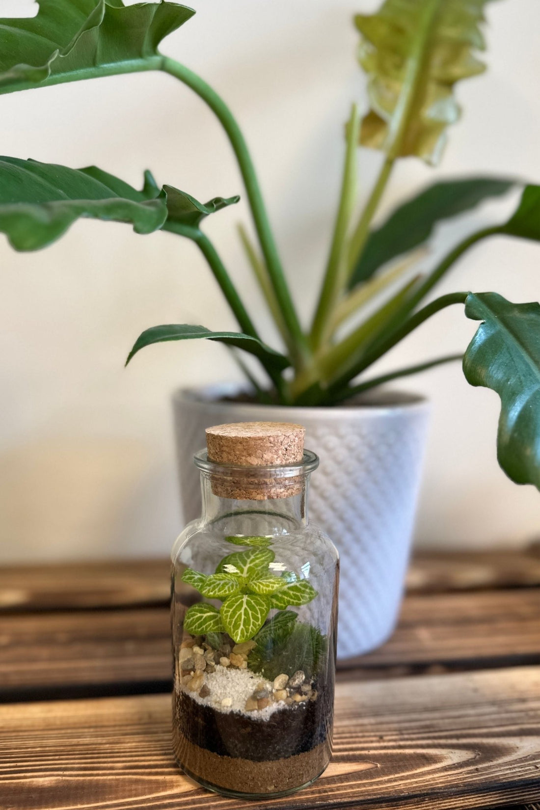 Why Plant Terrariums Make Ideal Company Gifts - Halaman Habitat