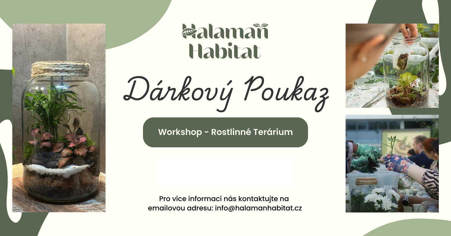 Terrarium Workshop Voucher